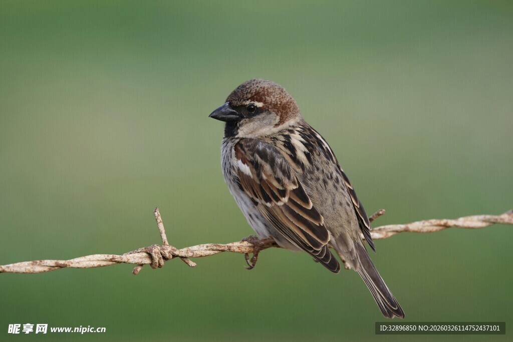 站在铁丝上的小巧麻雀