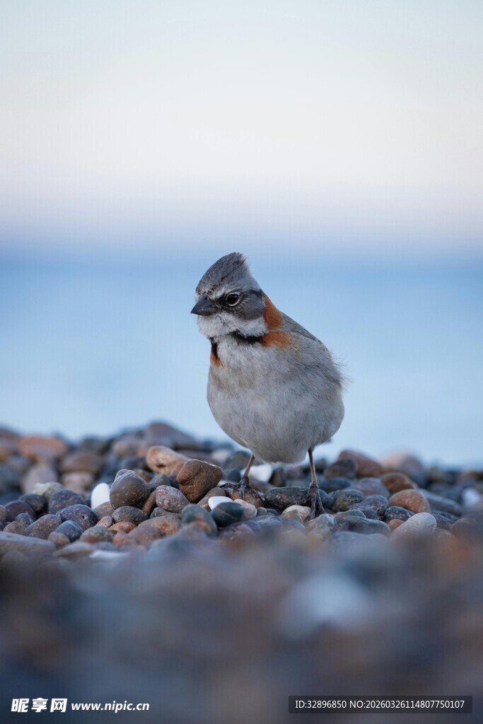 海边碎石上的小巧雀鸟