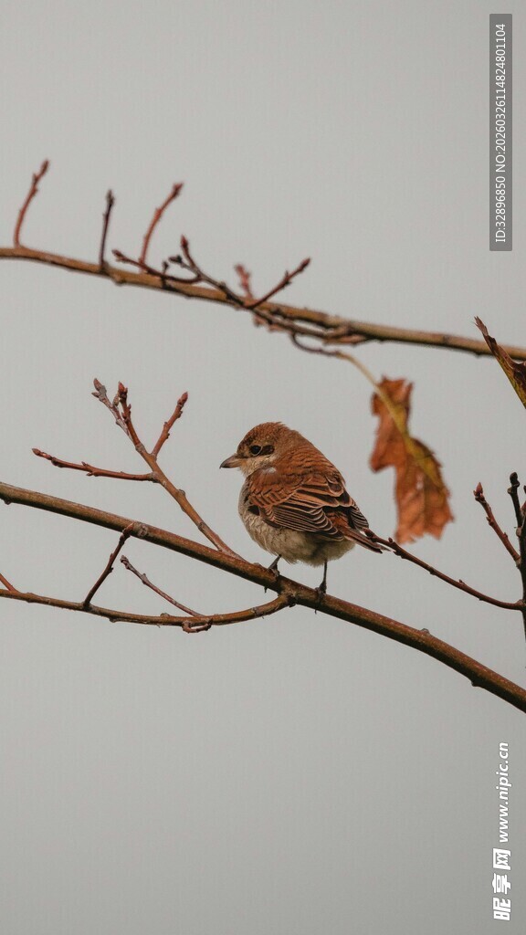 枝头小鸟栖于萧瑟枝干