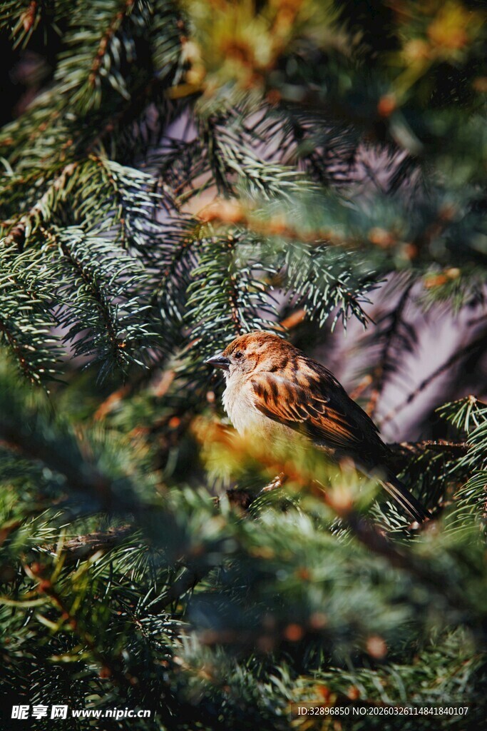 林间栖息的小鸟