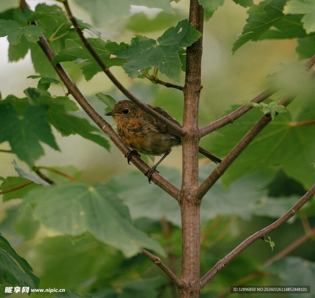 枝头小鸟栖于绿叶间