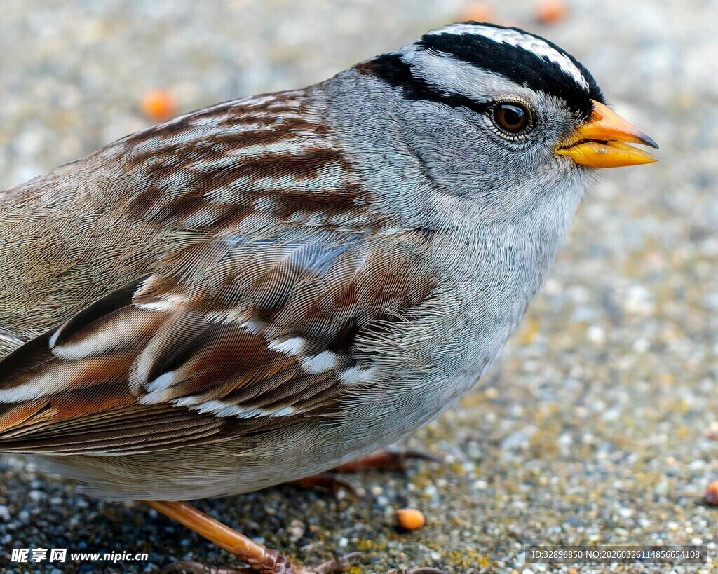 灰白小鸟于地面觅食