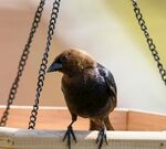 站在秋千上的小鸟