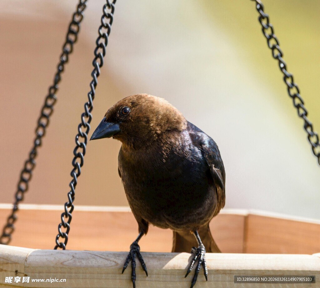 站在秋千上的小鸟