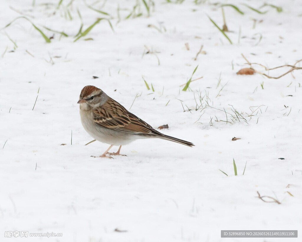 雪地中的小麻雀