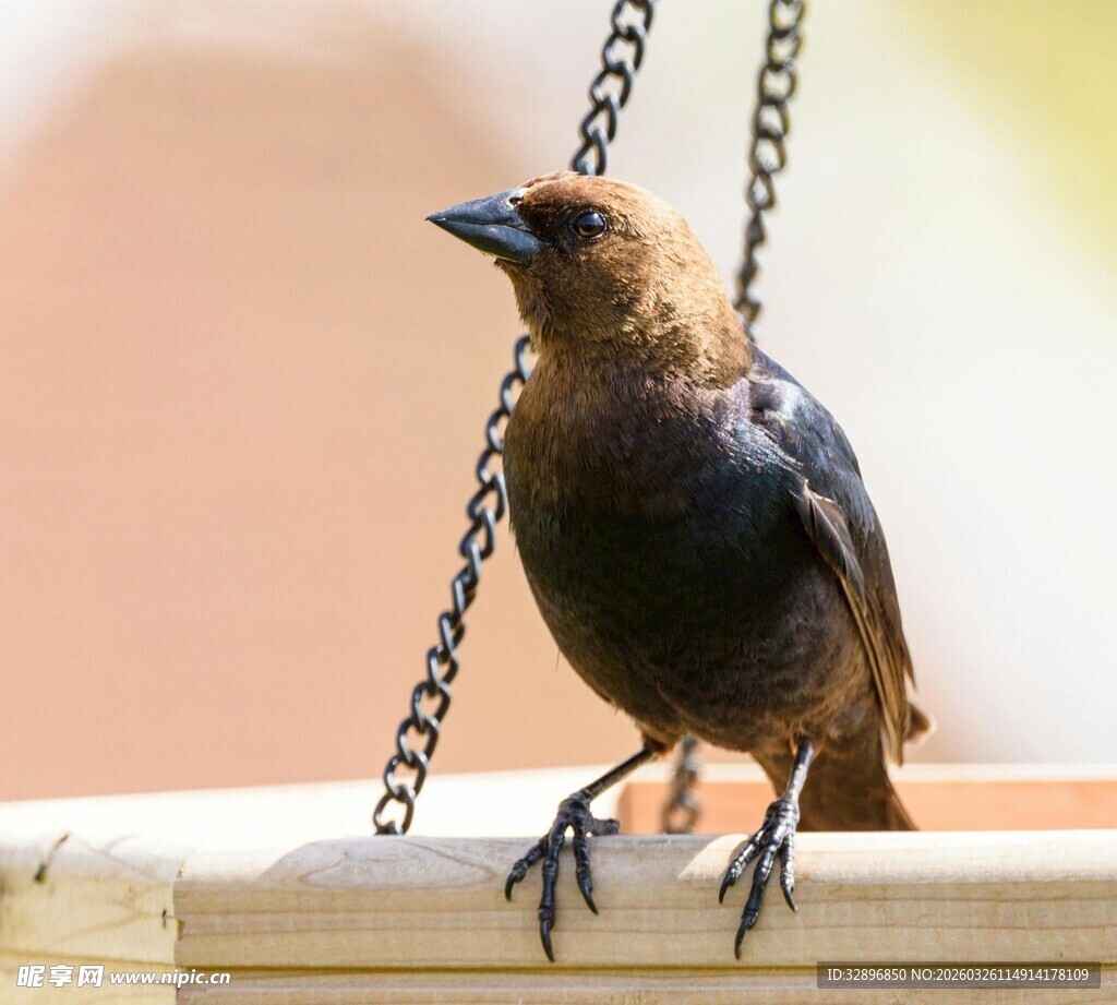 栖息于链条上的褐色小鸟