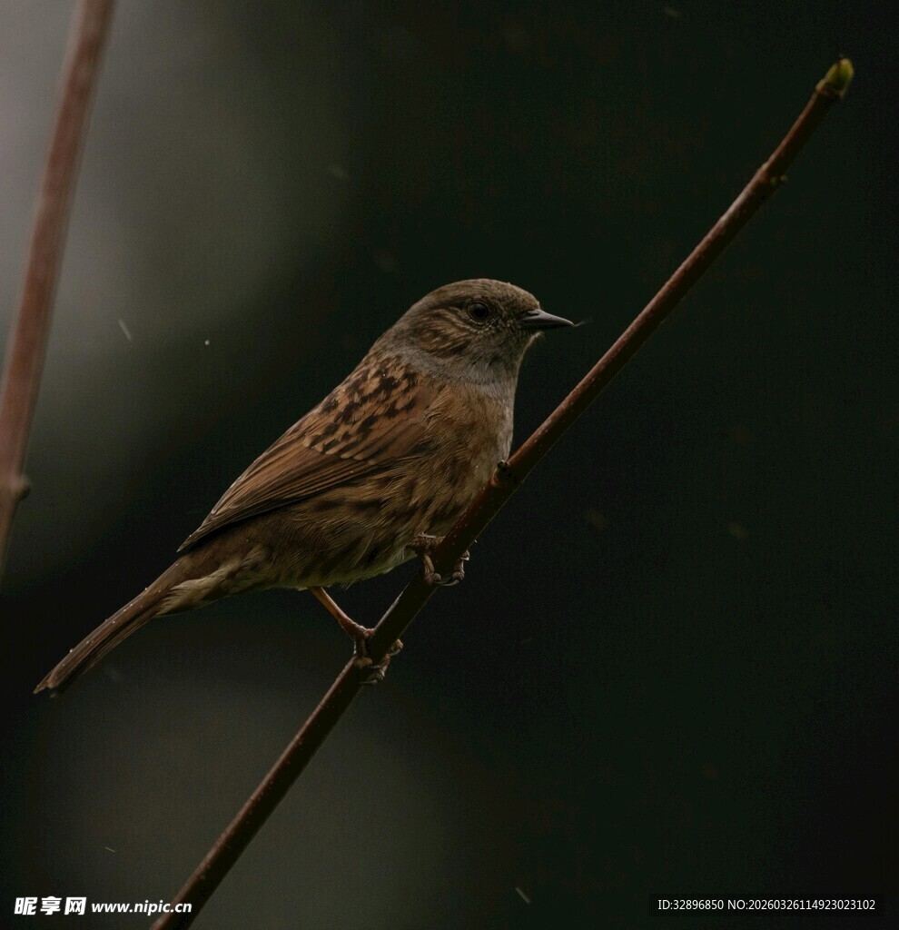 栖息于枝上的褐色小鸟