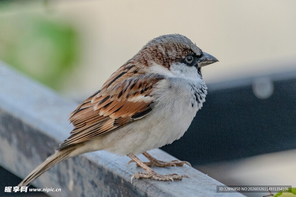 站在栏杆上的小巧麻雀