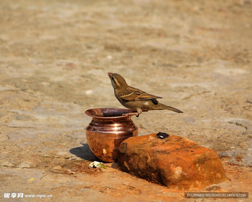 小鸟立于陶罐旁的场景