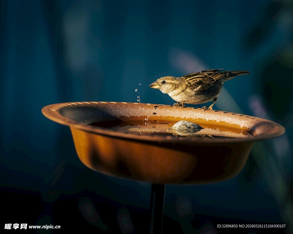 小鸟在水盆上停歇