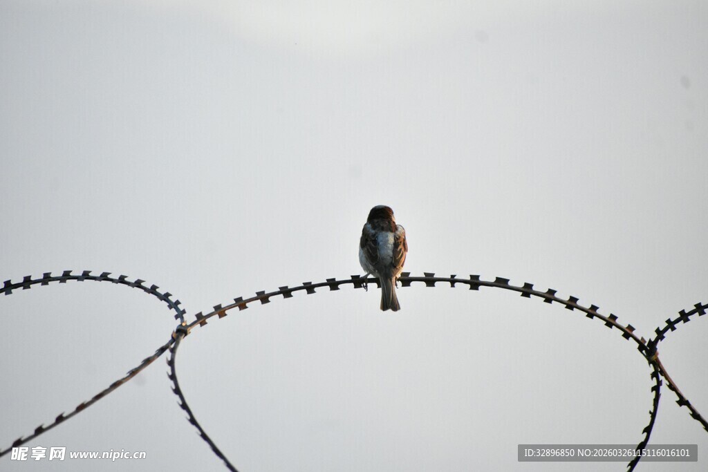 孤鸟栖于带刺铁丝之上