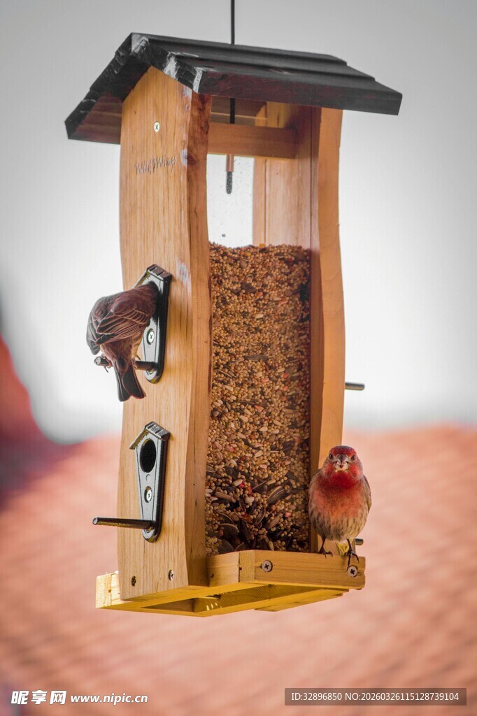 木质鸟食器吸引小鸟