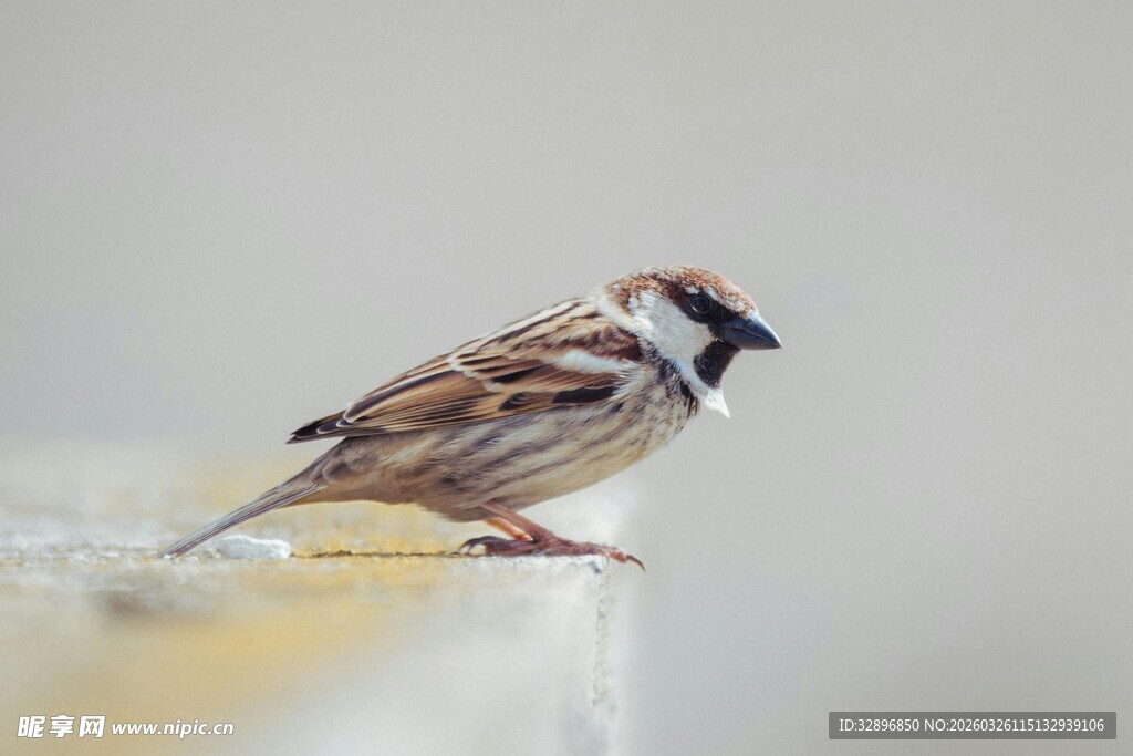 站在边缘的小巧麻雀