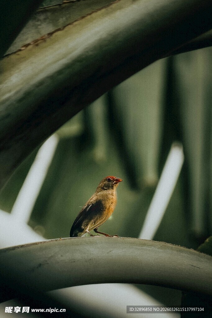枝头小鸟
