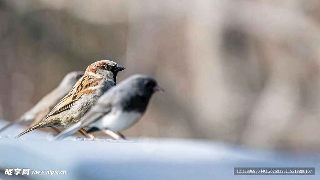 两只小鸟依偎休憩