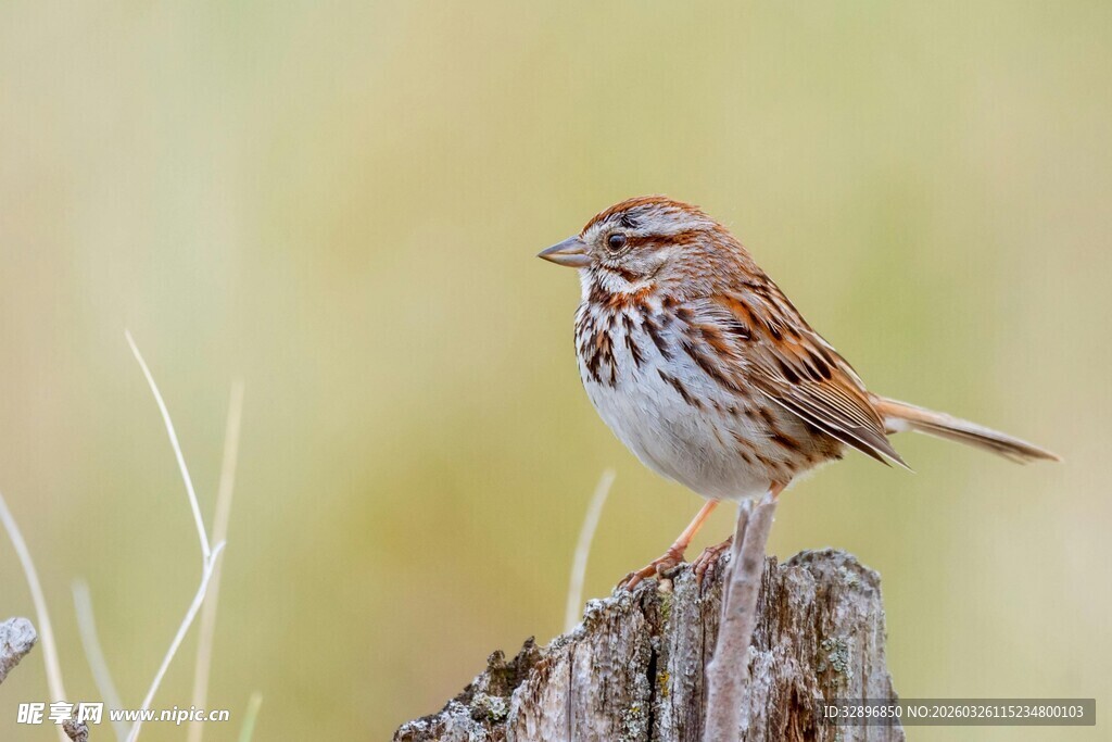 木桩上的小雀鸟