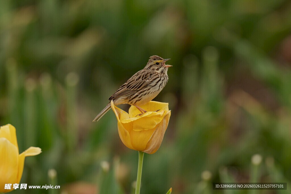 小鸟立于黄色花朵之上