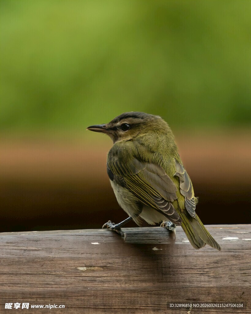 木上栖息的小巧绿色小鸟