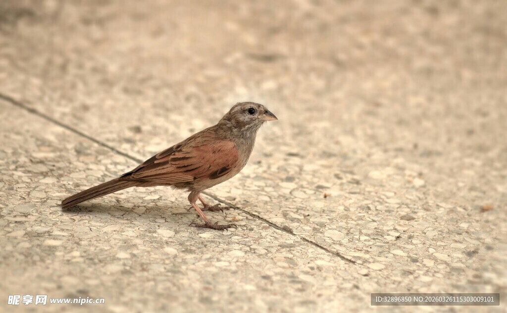 地面上的棕色小鸟