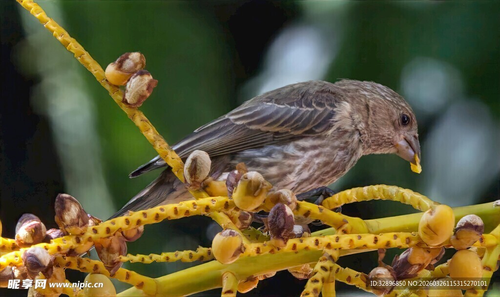枝头小鸟进食瞬间