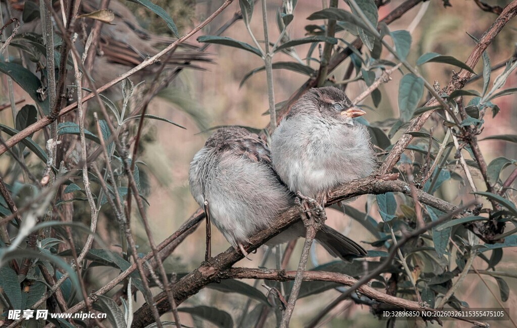 树枝上的两只小鸟