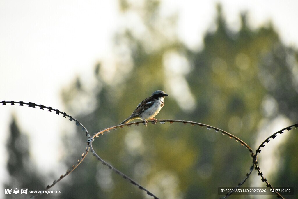 小鸟栖息于带刺铁丝上