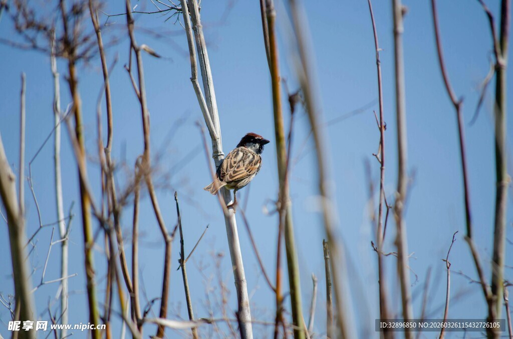 枝头小鸟立蓝天芦苇衬