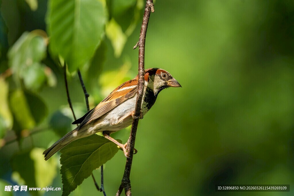 枝头小鸟叼虫瞬间