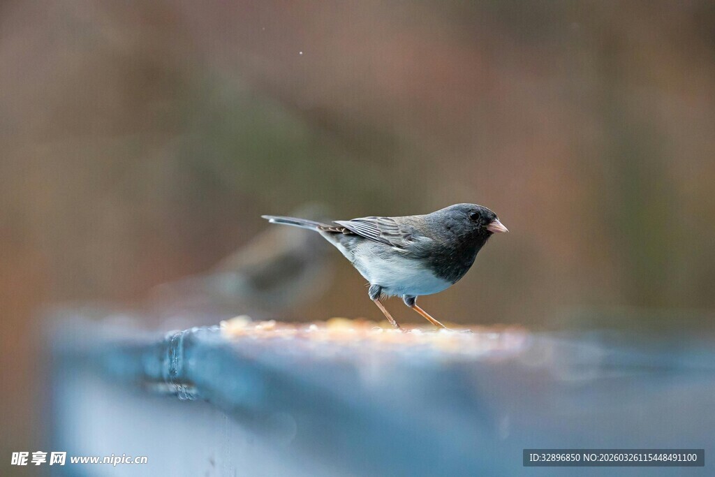 小鸟立于容器边缘