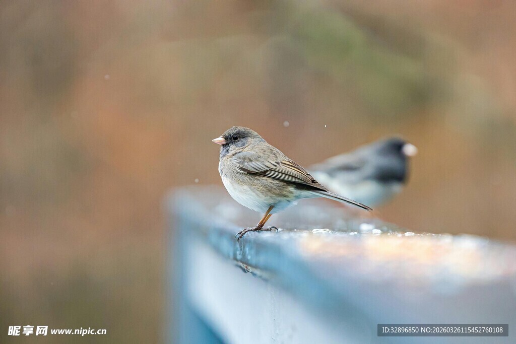 小鸟栖息于栏杆上