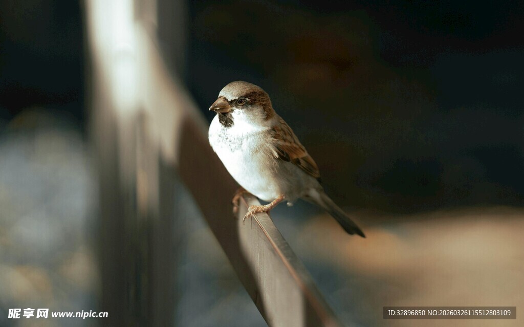枝头栖息的小巧麻雀