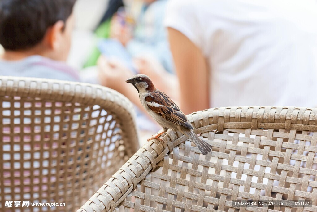 椅上小鸟近景画面