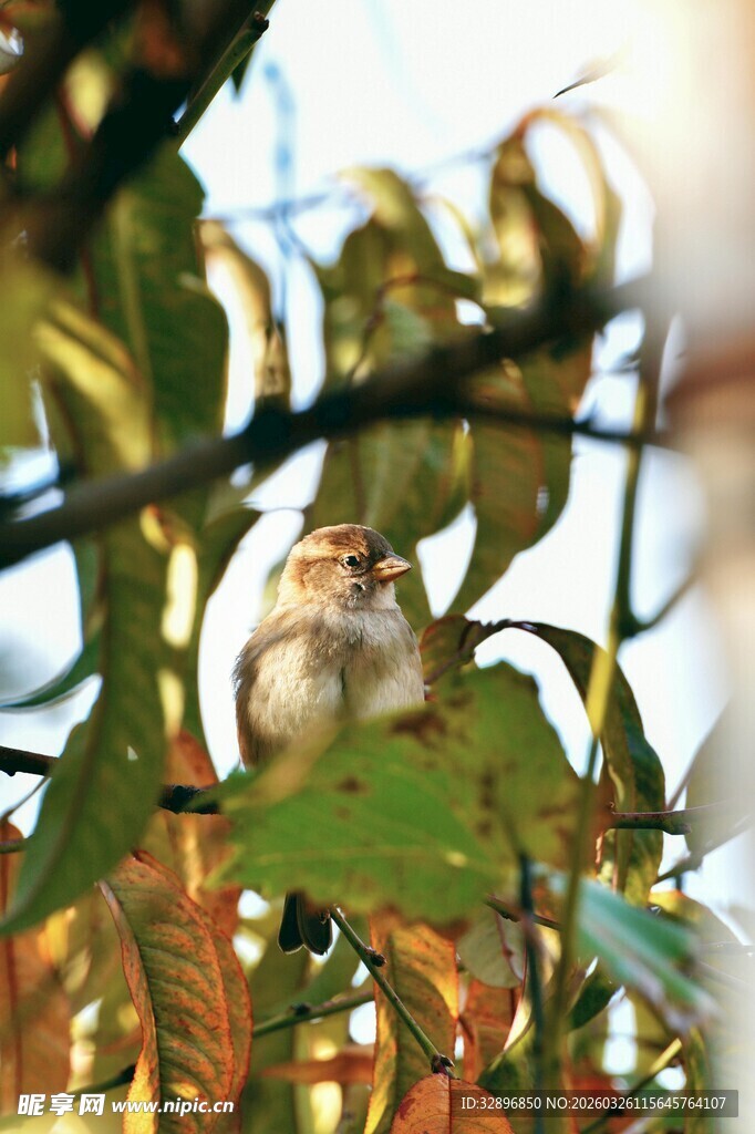枝头小鸟藏于斑斓叶间