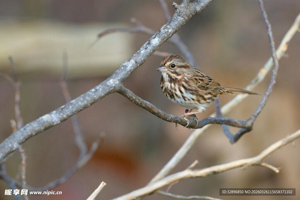 枝头栖息的小鸟
