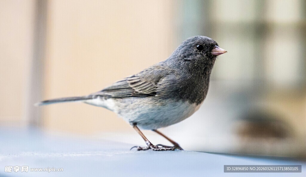站在平台上的灰色小鸟
