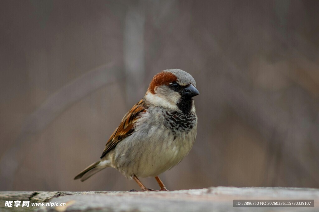 站在木上的可爱小麻雀