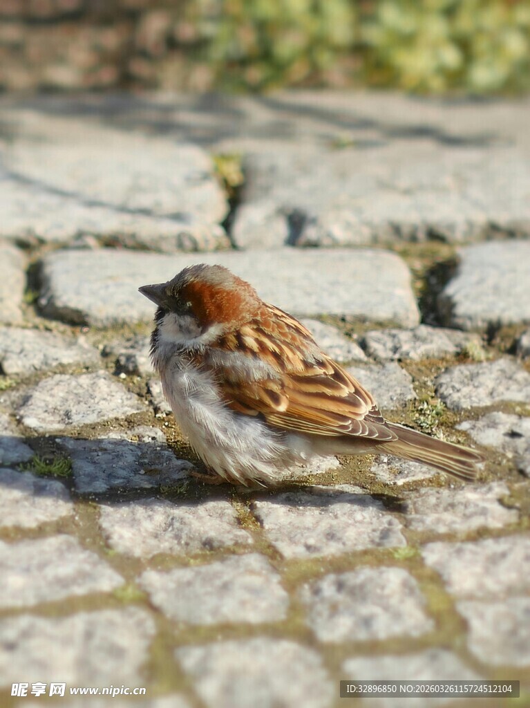 地面上的小麻雀
