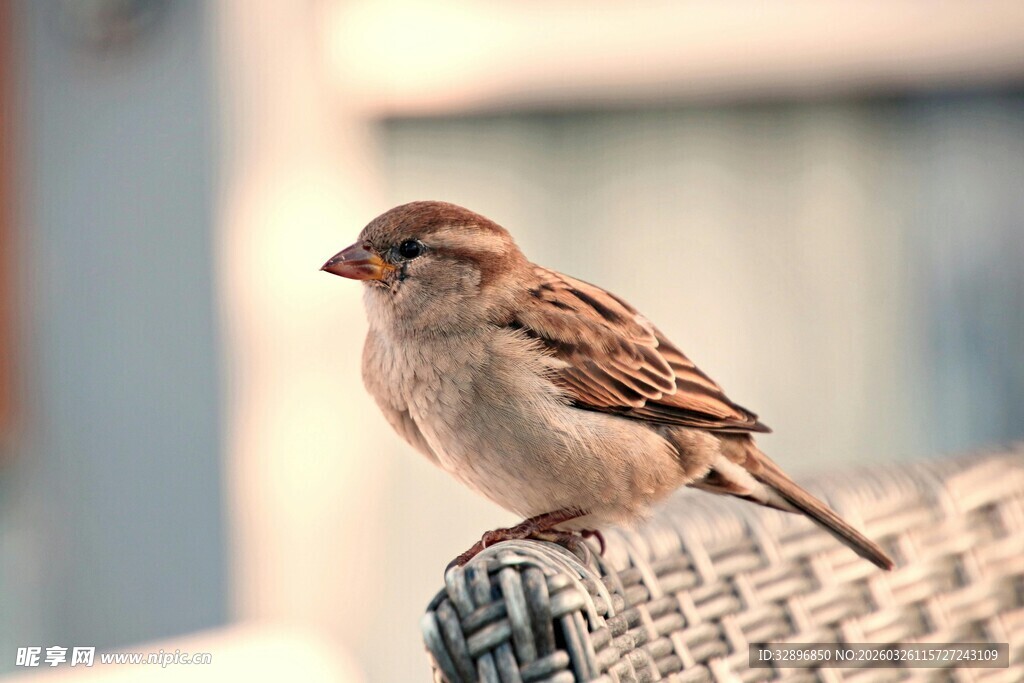 窗边栖息的小巧麻雀