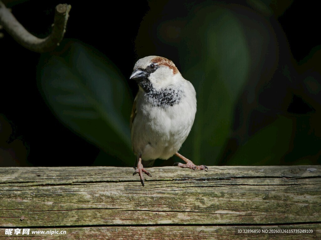 木上站立的小巧麻雀