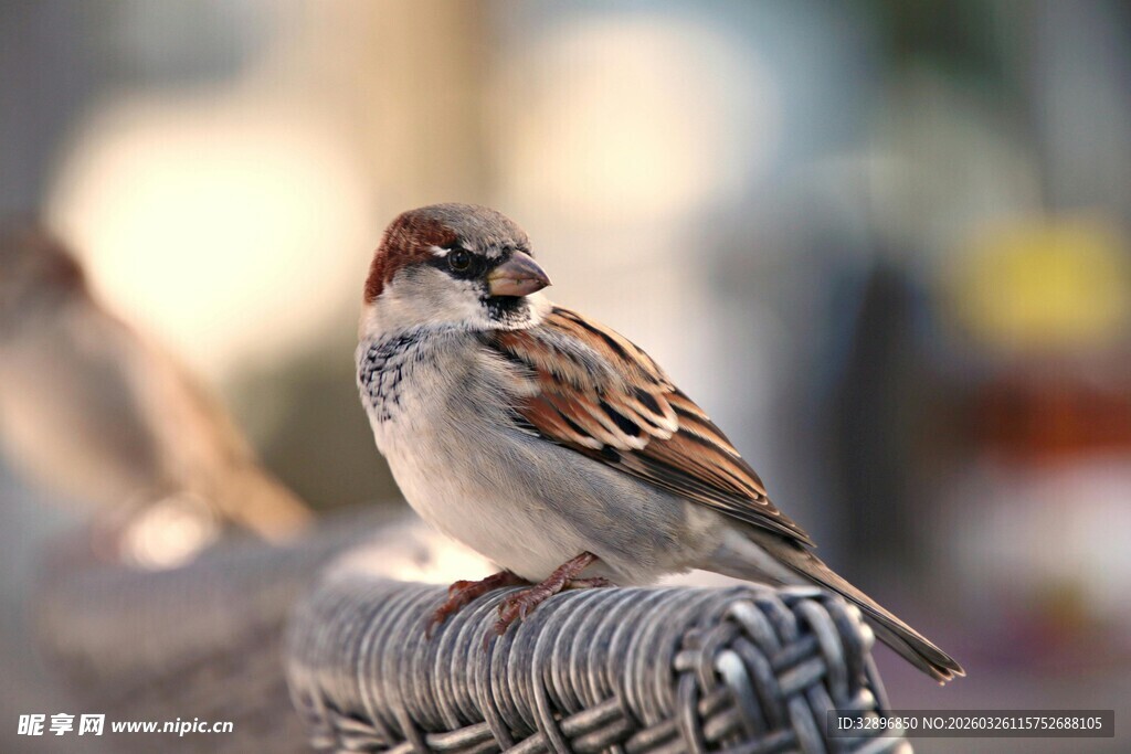 栖息于铁丝上的可爱麻雀