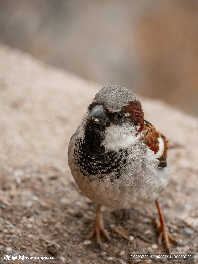 麻雀叼虫站立于地面