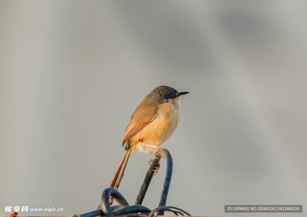 栖息枝头的小鸟