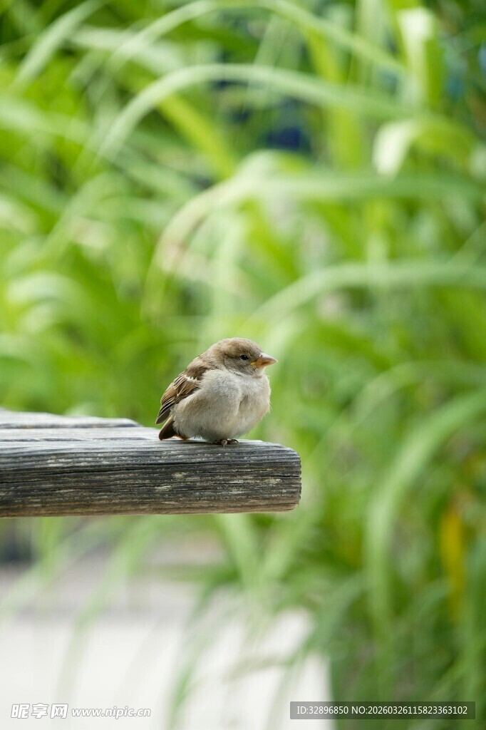 枝头小憩的可爱小鸟