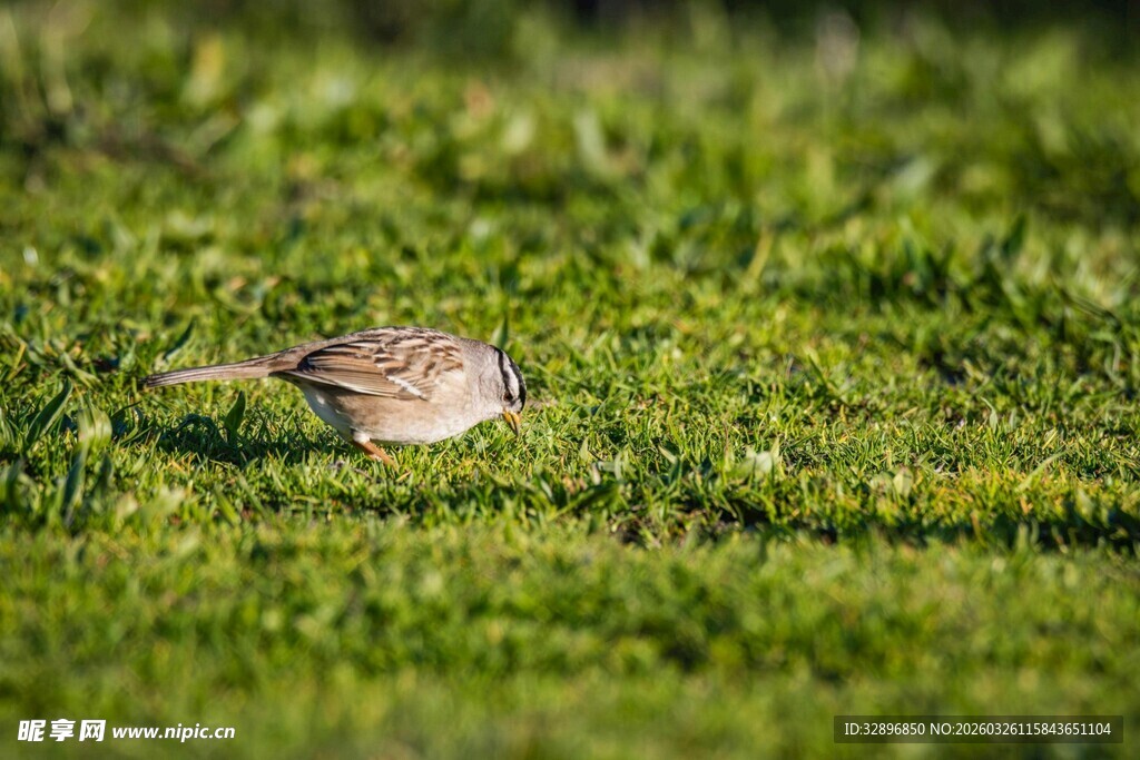 草地上觅食的小鸟