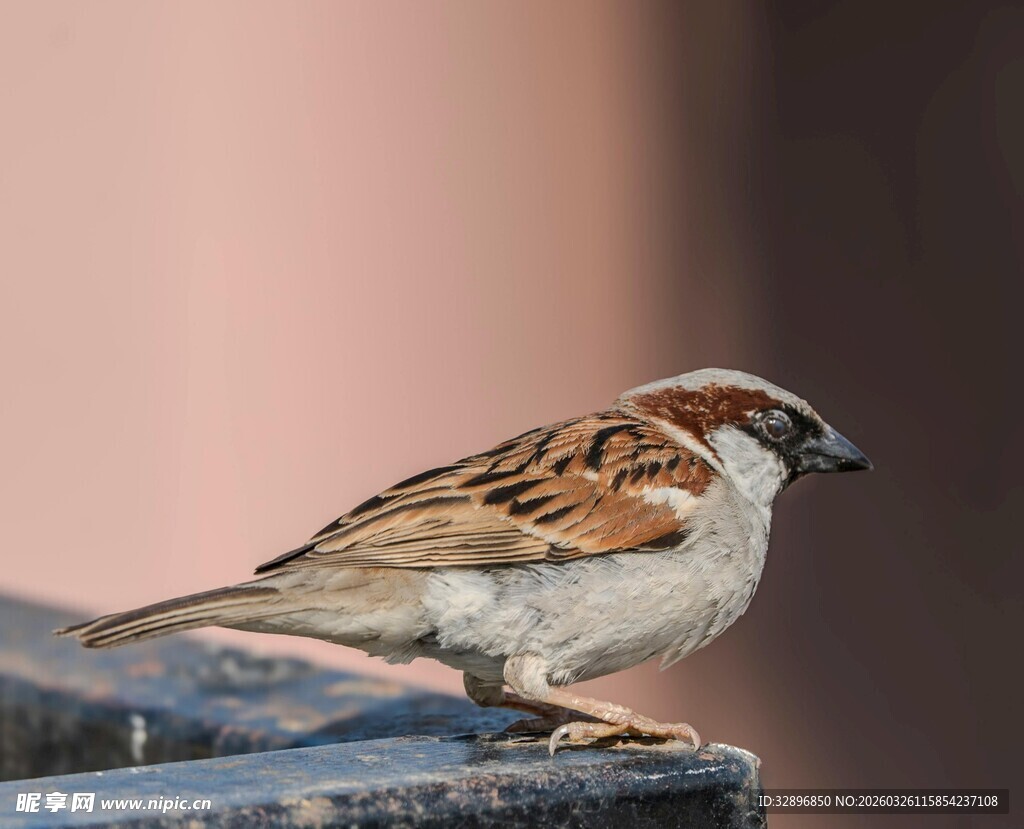 栖息于栏杆上的小巧麻雀