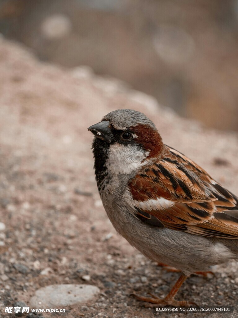 地面上的一只麻雀