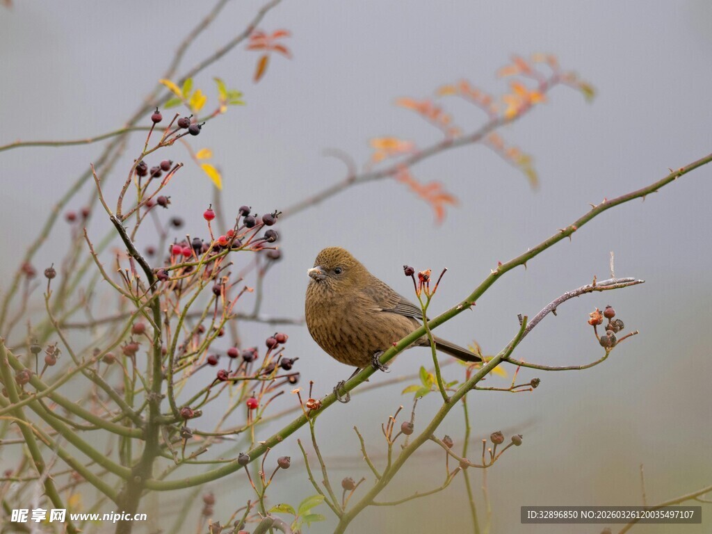 枝头小鸟栖于秋日植物间