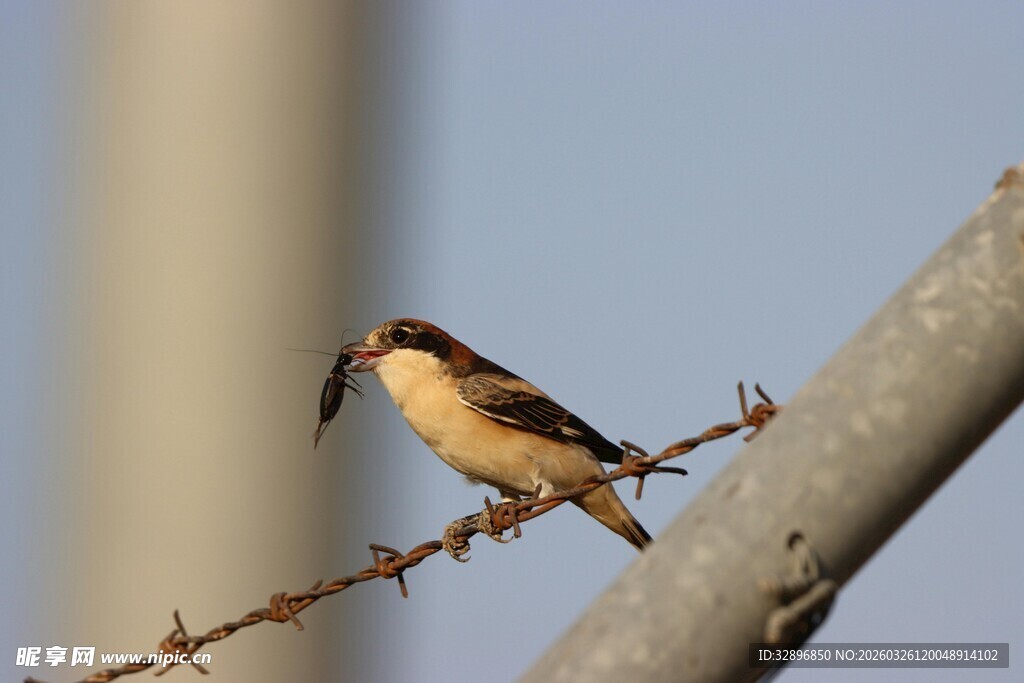 栖息于铁丝上的小鸟