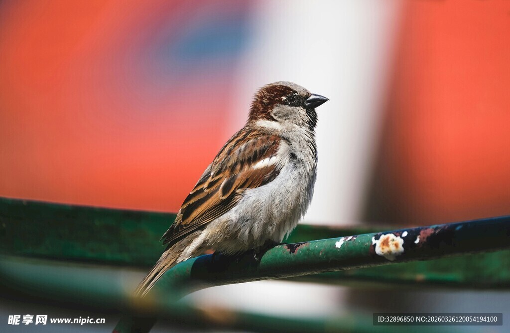 栖息于杆上的可爱小麻雀