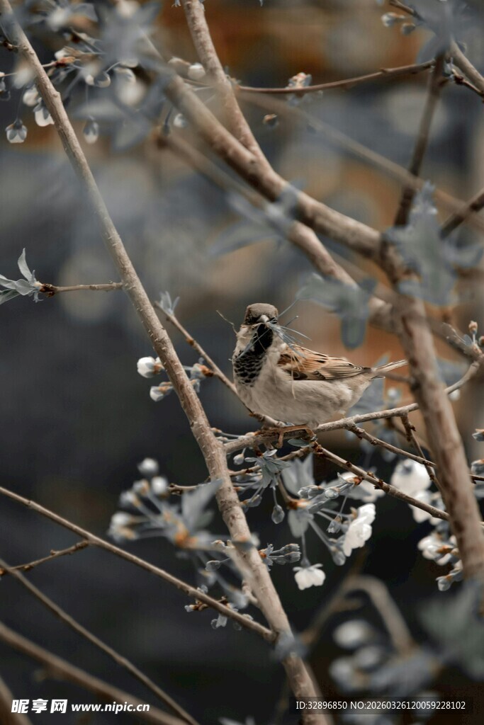 枝头小鸟栖于萧瑟枝间